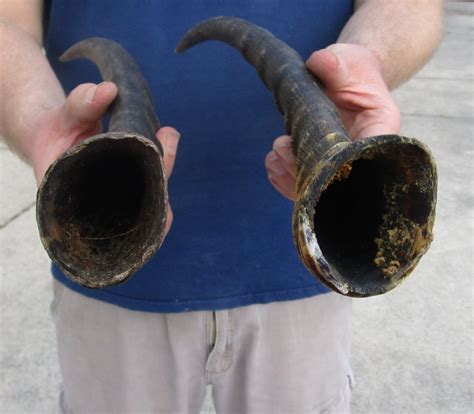 2 Blesbok Horns for Sale, 15 inches - for $12.00 each