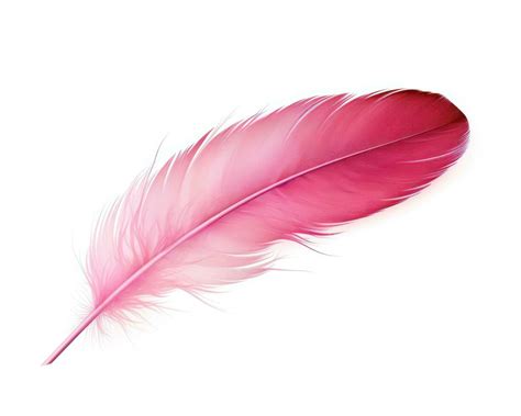 pink feather isolated  stock photo  vecteezy