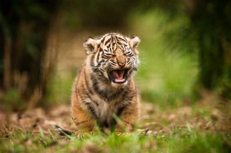 Papel De Parede Animais Grama Tigre Animais Selvagens Gatos