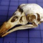 King Vulture Skull Replica | Skeletons and Skulls Superstore