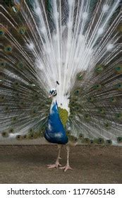 Half Albino Peacock Half White Wheel Stock Photo 1177605148 | Shutterstock