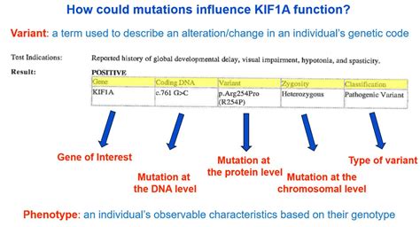 Genetic Testing - KIF1A