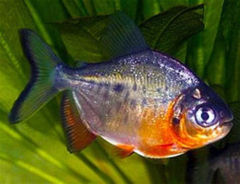 Pacu Red Belly Piranha colossoma brachypomum | Arizona Aquatic Gardens