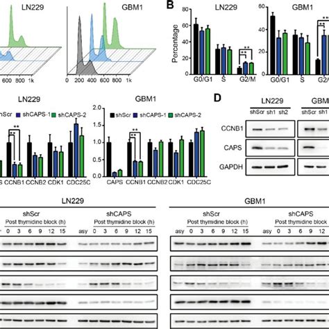 Caps Regulates The Mitosis Of Gbm Cells A Representative Images