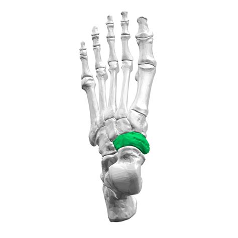 Navicular Physiopedia