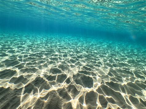 Barndoor Skate Fact & Information Guide - American Oceans