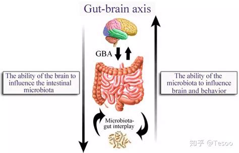 让人着迷的“微生物 肠 脑轴” 知乎