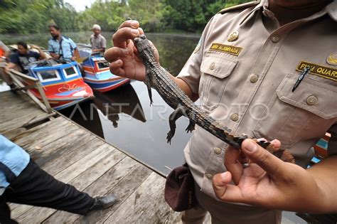 Lepas Liar Buaya Antara Foto