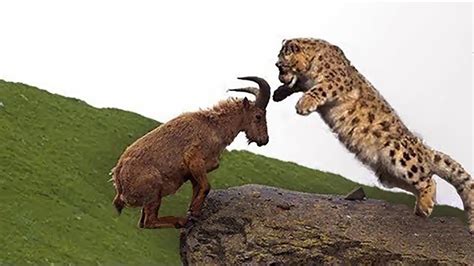 Snow Leopard Chasing Goat