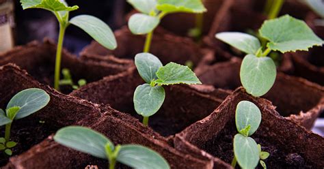 When To Plant Cucumbers In Maryland The Garden Magazine