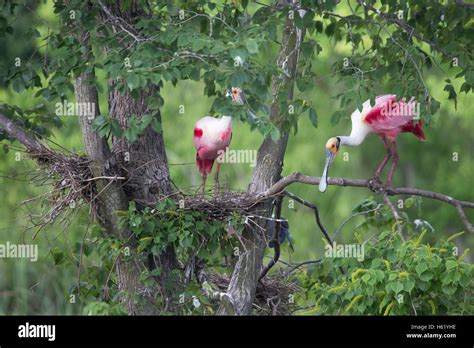 Roseate Spoonbill Pair Platalea Ajaja Perched On Nest In Tree At