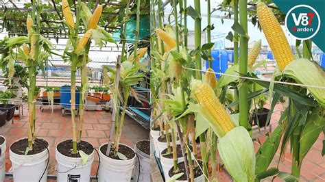 How To Grow Sweet Corn In Container From Seed To Harvest Youtube