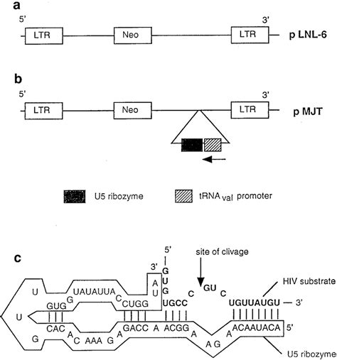 Schematic Representation Of Retroviral Vector Plnl And Pmjt A Momlv