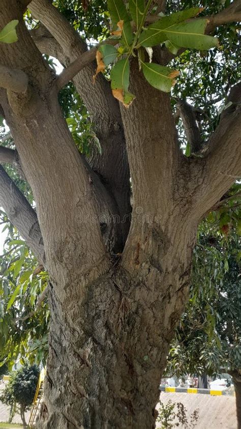 Pakistan Sambal Tree On The Bank Of The Canal Stock Photo Image Of