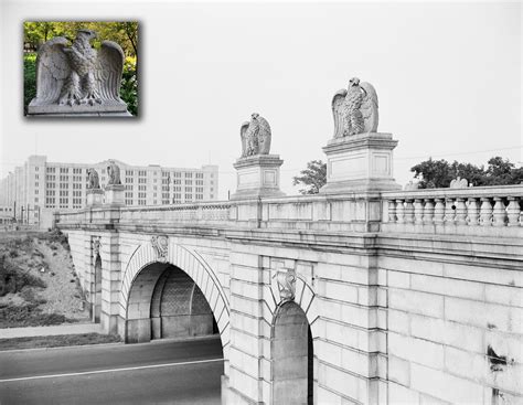 The Eagles have Landed | Wild View