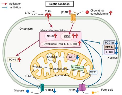 Metabolites Free Full Text Cardiac Metabolism In Sepsis