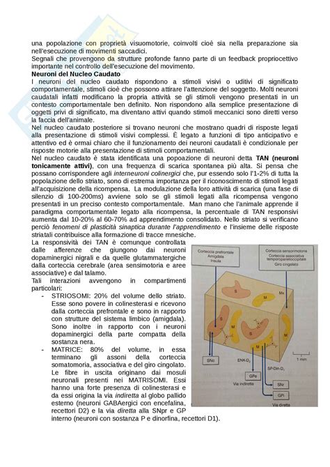 Nuclei Della Base Appunti Di Neurofisiologia