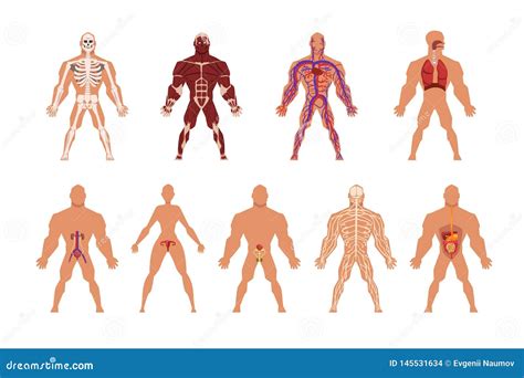 Diverso Sistema Del Sistema Del Rgano Humano Sistemas Musculares