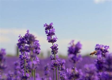 bunga ungu  mempercantik hunian blog ruparupa