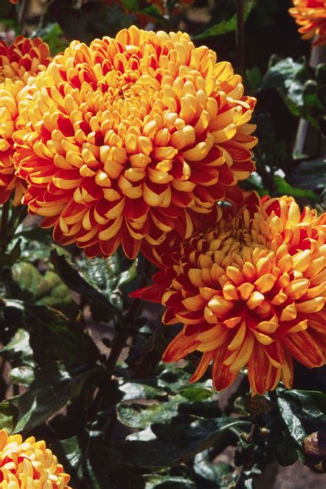 20 Fall Flowers To Plant Pretty Fall Flowering Perennials And Plants