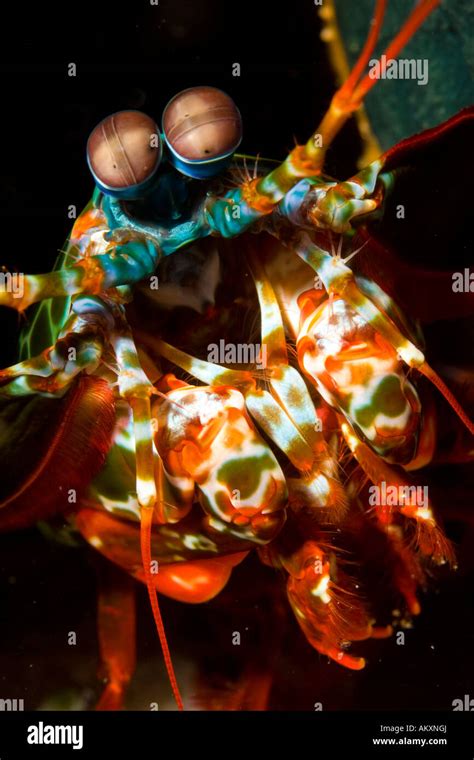 Colored Mantis Shrimps Hi Res Stock Photography And Images Alamy