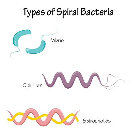 Premium Vector Vector Illustration Diagram Of The Different Types Of Spiral Bacteria