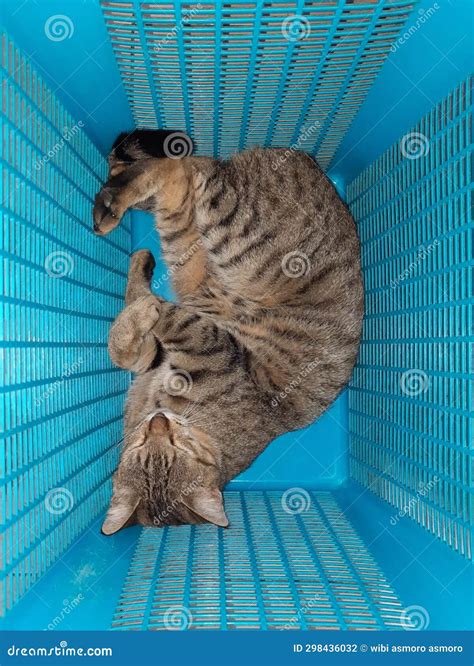 Male Tabby Cat Sleeping In A Basket Stock Photo Image Of Tabby