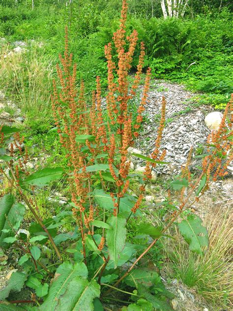 Rumex obtusifolius - Alchetron, The Free Social Encyclopedia