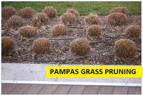 Pampas Grass How To Grow Cortaderia Selloana