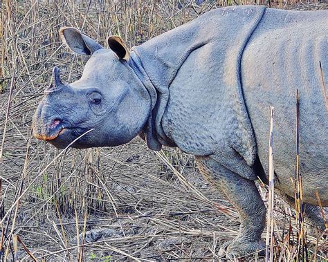 Wild Indian Rhino In Kaziranga National Park In Assam Northwestern