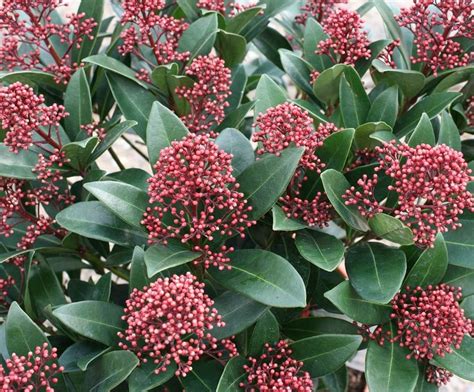 Skimmia japonica japanese skimmia shrubs rhs gardening – Artofit