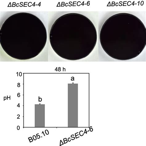 Bcsec4 Is Required For Acidogenicity Of B Cinerea A Medium