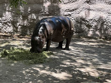 Pygmy Hippo by Dujumbo on DeviantArt