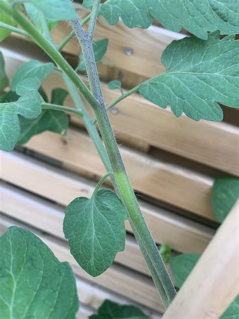 Why does this sucker change color like this on my tomato plant? | Scrolller