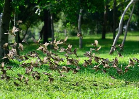 Sparrow Behavior - AnimalBehaviorCorner