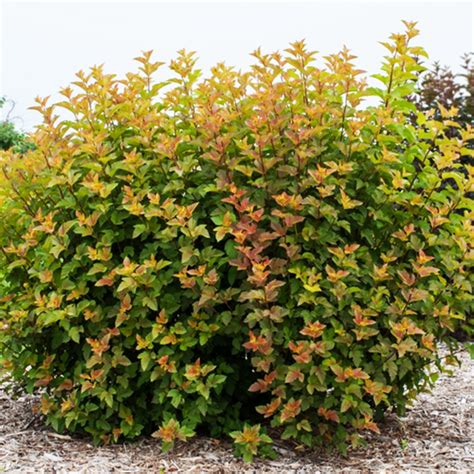 Introducing First Editions Amber Jubilee Ninebark (Physocarpus ...