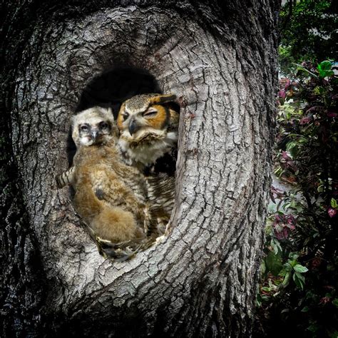 Great Horned Owl And Owlet Smithsonian Photo Contest Smithsonian