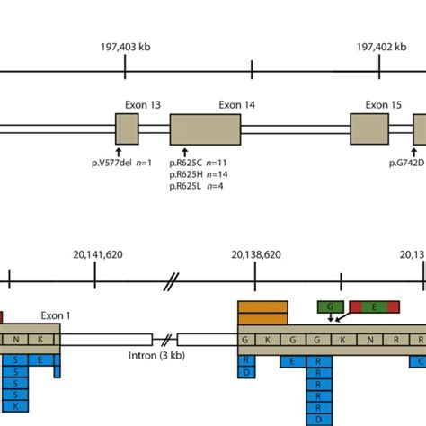 Schematic Overview Of The Uveal Melanoma Target Genes A Doughnut