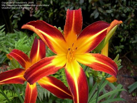 Plantfiles Pictures Daylily Red Ribbons Hemerocallis By Poisondartfrog