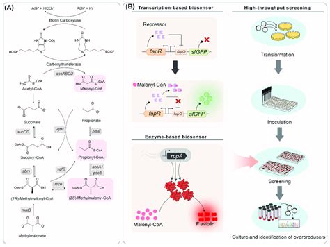 Metabolic Engineering Strategies For The Production Of Aromatic