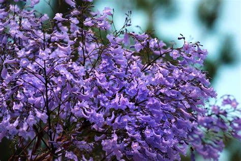 Blue Jacaranda in Blossom, Jacaranda Mimosifolia Flowers Stock Photo ...