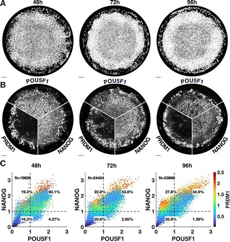 Figures And Data In Efficient Differentiation Of Human Primordial Germ