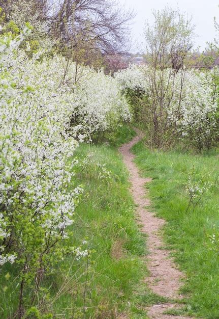 Premium Photo Branch Of Lilac Flowers