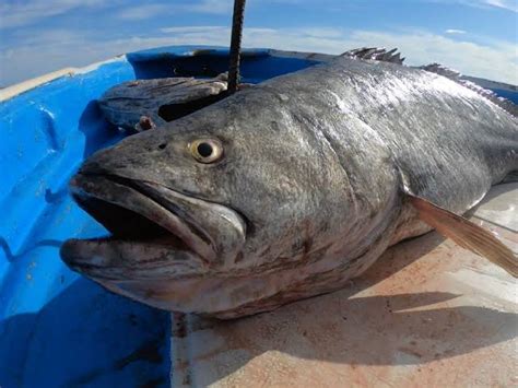 Inicia México A Prevenir La Pesca Y Comercio Ilegal De La Totoaba En El