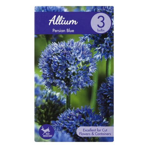 Persian Blue Allium