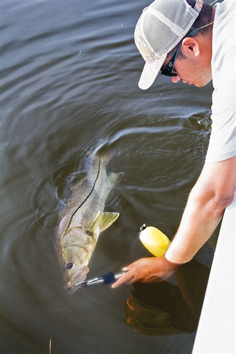 How To Catch Snook On Florida S Gulf Coast Salt Water Sportsman