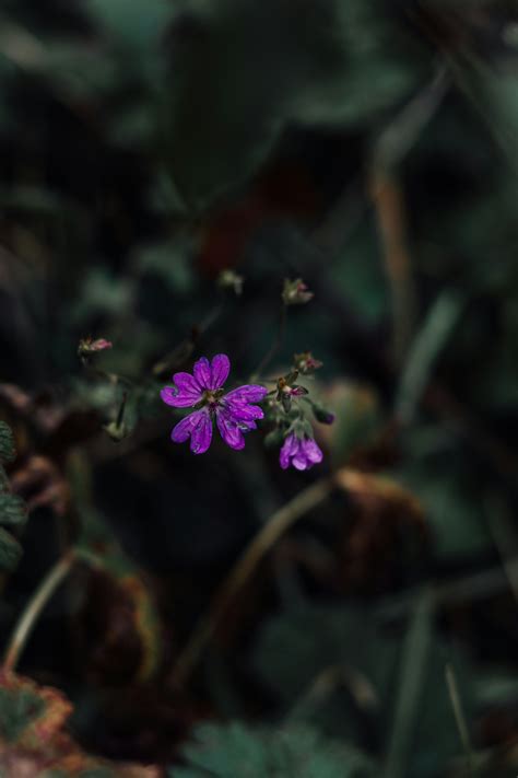 A small purple flower in the middle of a forest photo – Free Flower