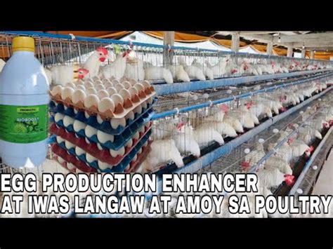 PAANO MAPADAMI ANG EGG PRODUCTION AT MABAWASAN ANG LANGAW AT AMOY SA