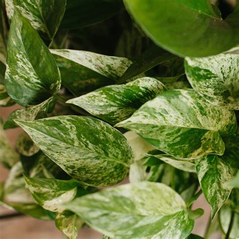 Pothos Marble Queen Campbell S Nursery