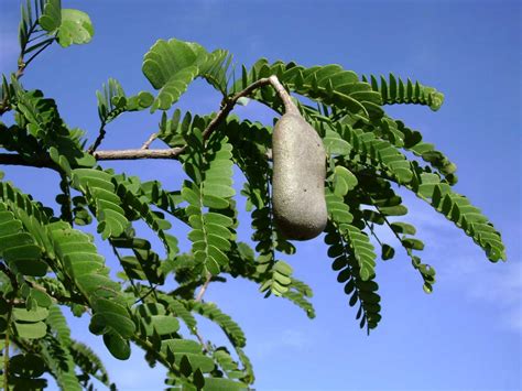 File:Tamarindus indica, leaves, pod.jpg - HandWiki